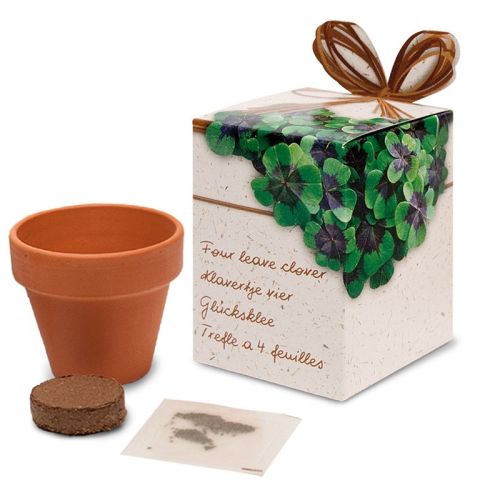 Flower in pot - Gift box - Image 3